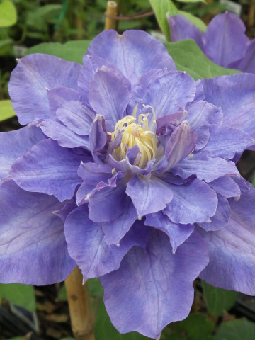 Clematite Vyvyan Pennell (1.5 m in ghiveci de 2 L), tufa ornamentala cataratoare Clematis, varietate premiata, cu flori duble, mari, colorate in violet-albastru cu atingeri de purpuriu-carmin in centru