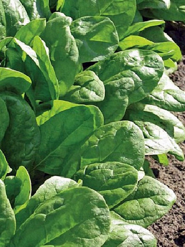 Clipper F1 - 1 kg - Seminte de spanac cu frunze groase de culoare verde-inchis si forma ovala ce prezinta toleranta foarte buna la frig fiind si foarte productiv de la Sakata