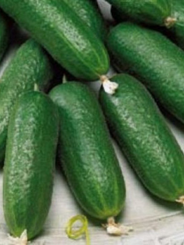 Cloud F1 (500 seminte) castraveti tip cornichon, partenocarpic cu fructe lungi, subtiri de culoare verde inchis, Hektar