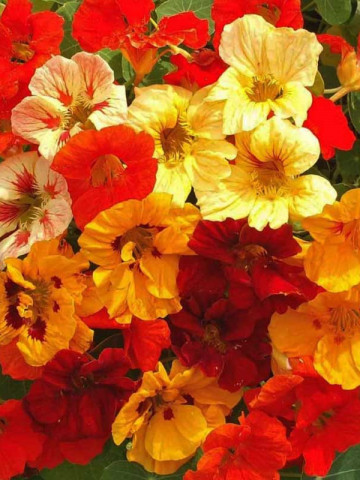 Condurul Doamnei mix (9 seminte), seminte de Papucul Doamnei, plante anuale urcatoare, de diferite culori, Agrosem