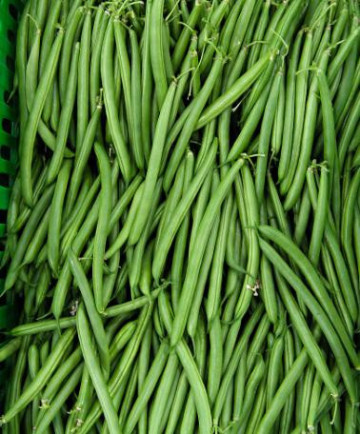 Contender (150 gr) seminte de fasole pitica verde, fara ate, pastaie cilindrica, Agrosem