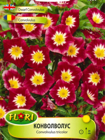 Convolvulus - Seminte flori Convolvulus | Volbura | Rochita-randunicii de la Florian
