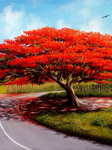 Copac flacara (Arbore de Foc) Delonix regia seminte de arbore exotic, Vilmorin