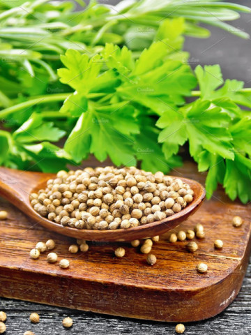 Coriandru (300 seminte) planta anuala aromatica, medicinala, Agrosem