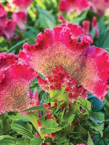 Creasta Cocosului batuta mix (440 seminte) planta anuala, flori viu colorate, galbene, rosii, roz, Agrosem