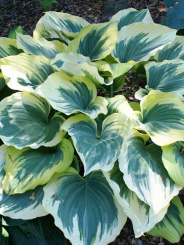Crin de toamna Hosta Liberty (ghiveci 1,5 L), planta decorativa cu frunze foarte mari, colorate in verde-albastrui si galben-auriu