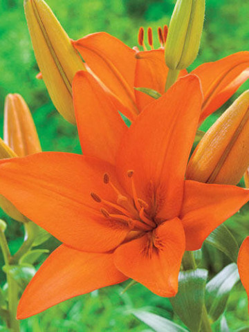 Crin Fant Asiatic Orange (3 bulbi) culoare portocaliu intens, bulbi de Crini