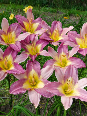 Crin Hemerocallis Nile Crane (ghiveci 1,5 L), crin de o zi cu flori stelate, colorate in violet-lavanda si galben