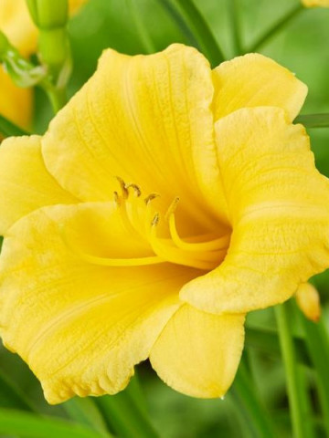 Crin Hemerocallis Stella de Oro (ghiveci 1,5 L), crin de o zi cu flori mari, ondulate, culoare galben-aurie