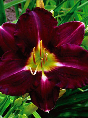 Crin Hemerocallis Super Purple (ghiveci 1,5 L), crin de o zi cu flori mari, aspect catifelat, culoare purpuriu intens