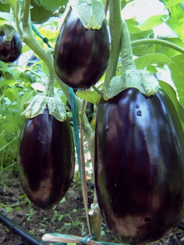 Dalia F1 (100 seminte) vinete productivitate mare, De Ruiter Seeds