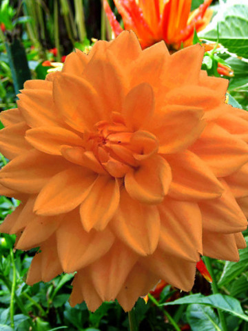 Dalie Decorative Orange (1 bulb), floare portocalie anuala, bulbi de flori