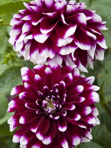 Dalie Decorative Purple and White (1 bulb), floare ciclam cu alb anuala, bulbi de flori