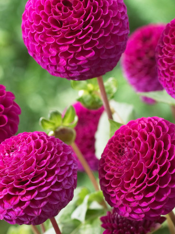 Dalie Rocco (1 bulb), floare culoare roz, bulbi de flori