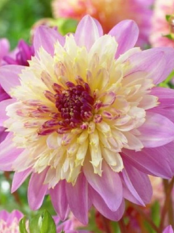 Dalie Take Off (1 bulb), floare culoare roz cu galben, bulbi de flori