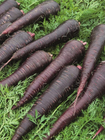 Deep Purple F1 (25.000 seminte) morcovi tip flakke, violet inchis (calibru seminte > 2.0 mm) cu aroma dulce, Bejo