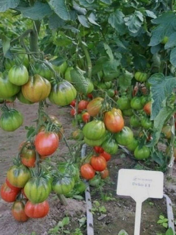 Deko F1 (100 seminte) de rosii tip Inima de Albenga, crestere nedeterminata, semitimpurii, ISI Sementi