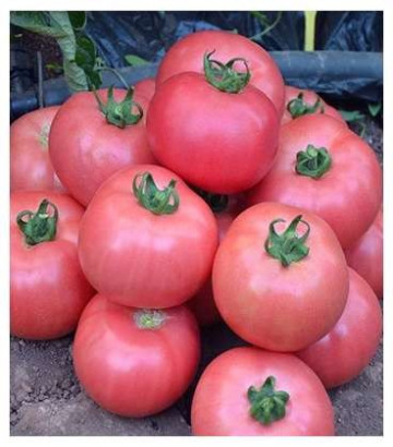 Dimerosa F1 - 500 sem - Seminte de rosii cu crestere nedeterminata ce se remarca prin rezistenta la conditiile de stres termic si productivitate ridicata avand o greutate de 220-240 de grame de culoare roz intens de la Enza Zaden