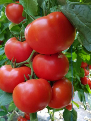 Dinakor F1 (500 seminte) rosii leaga bine in conditii de luminozitate putina gust foarte bun post maturare, Syngenta