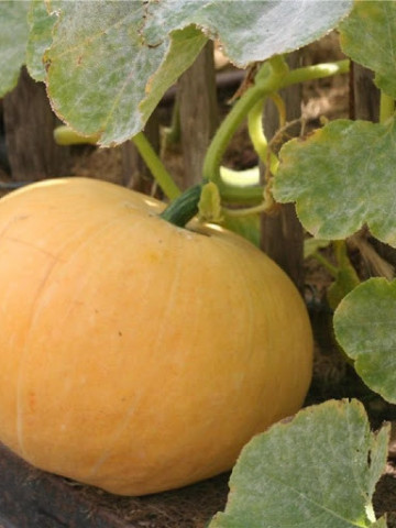 Dovleac Gele Reuzen (2 gr) dovleac furajer, soi fructe mari, valoare nutritiva ridicata, Agrosem
