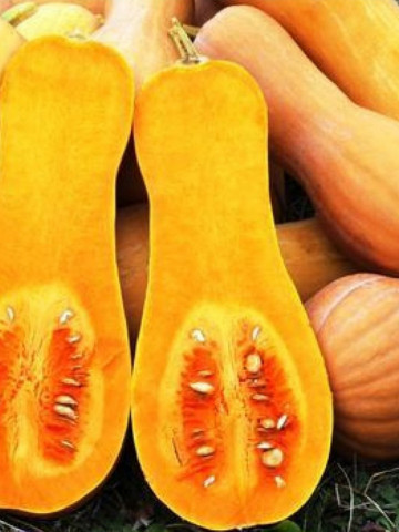Dovleac Waltham Butternut (100 gr) dovleac placintar in forma de para, Raci Sementi