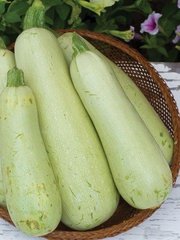 Dovlecel Greta F1 (3.000 seminte) seminte de hibrid timpuriu zucchini alb fara vrej, Agrosem