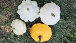 Dovlecel Patison mix (10 seminte) dovlecel Patison, soiuri productive , diferite culori, Agrosem