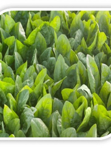 El Prrado F1 (100.000 seminte) spanac primavara toamna iarna frunza ovala verde inchis recoltare baby sau la maturitate, Syngenta