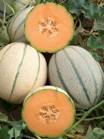 El Rey F1 - 500 sem - Seminte de pepene galben costat tip italian cu pulpa portocalie de la United Genetics