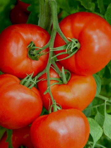Elpida F1 (500 seminte) rosii cu crestere nedeterminata ce se comporta foarte bine in conditii de stres destinate culturii de primavara si toamna avand de regula 5-6 fructe pe ciorchine, Enza Zaden