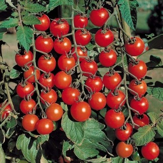 Ema de Buzau (600 seminte) Tomate Tip Cireasa Cherry Soi Nedeterminat, SCDL Buzau