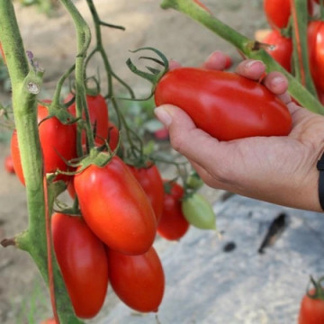 Festas F1 (250 seminte) tomate tip saladette, crestere nedeterminata, Profit Seeds