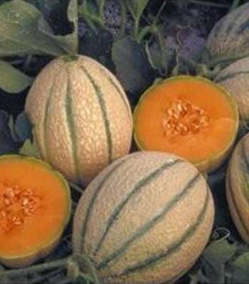 Fiata F1 - 500 sem - Seminte de pepene galben tip cantalup extratimpuriu dolar camp de la Nunhems