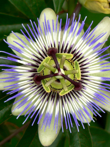 Floarea pasiunii (3 seminte) planta perena urcatoare deosebita, Agrosem
