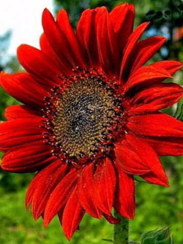 Floarea soarelui rosie Evening Sun (1.5 gr) seminte de plante anuale cu flori rosii, Agrosem
