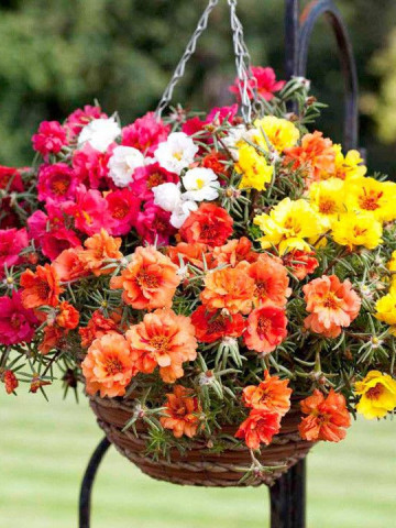Flori de Piatra Mix Double (4000 seminte) Flori Floarea de Piatra Portulaca grandiflora double mix