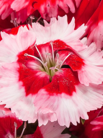 Garofite Indian Pinks - Seminte Flori Garofita de la Horti Tops