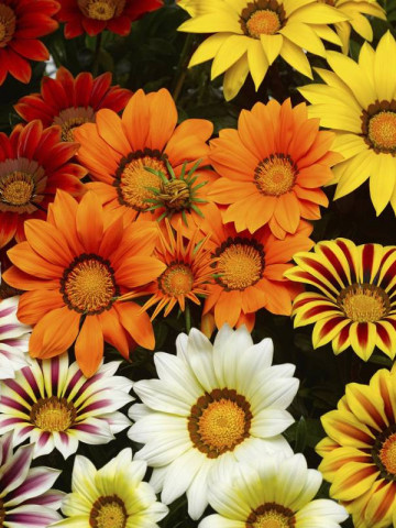 Gazania Mix (0.5 g) seminte de plante anuale cu flori superbe, divers colorate, Opal