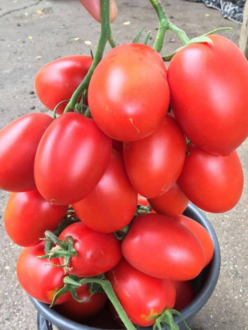 Giacomo F1 (1000 seminte) rosii tip prunisoara cu forma alungita si crestere nedeterminata compacta si o maturitate timpurie producand ciorchini cu 6-8 fructe de 100-120 de grame, Rijk Zwaan