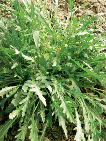Giuditta (100 grame) seminte rucola, Profit Seeds