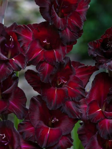 Gladiole Espresso (7 bulbi), gladiole cu flori mari, catifelate, de culoare purpuriu inchis si stamine albe, bulbi de flori