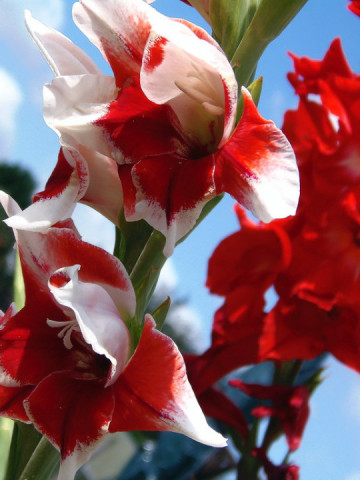 Gladiole Pretty Guy (7 bulbi), culoare floare rosu cu alb, bulbi de flori