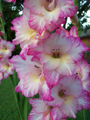 Gladiole Rose&White (5 bulbi), gladiole cu flori superbe cu roz cald pe margini si alb cremos in centru, bulbi de flori