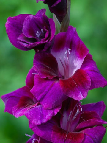 Gladiole Velvet (5 bulbi), gladiole cu flori mari cu petale catifelate colorate intens in mov-purpuriu si atingeri de roz, bulbi de flori