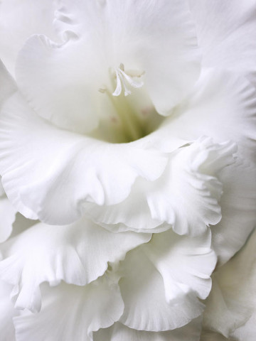 Gladiole White (5 bulbi), cu flori elegante, albe, bulbi de flori