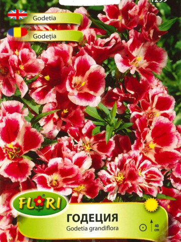 Godetia GRANDIFLORA (1 gr) seminte de Azalee de gradina, Clarkia, flori anuale in culori pestrite, Opal de la Florian