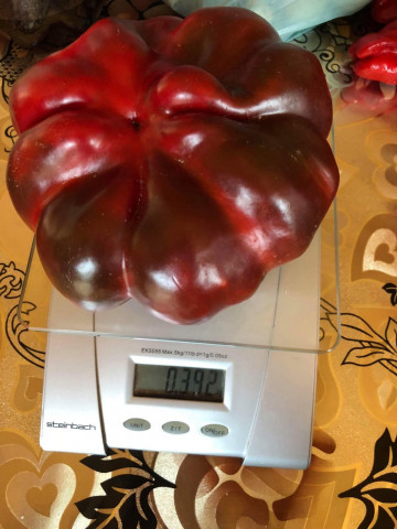 Gogosar VP fostul Zeleni Rotund (50 gr) seminte ardei gogosar gigant, foarte productiv, Superior