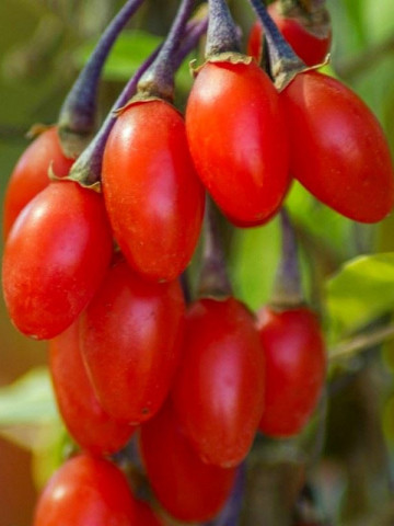 Goji Korean Big, rasad de Goji Berry, arbust peren rezistent la seceta, fructe mari, Yurta