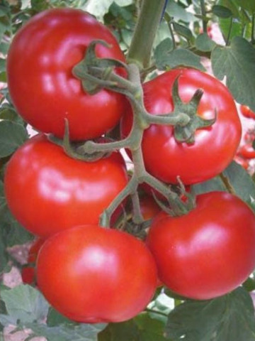 Gonul F1 (500 seminte) de rosii nedeterminate ce produc fructe de calitate foarte buna si sunt grupate 6-8 fructe pe un ciorchine, Yuksel
