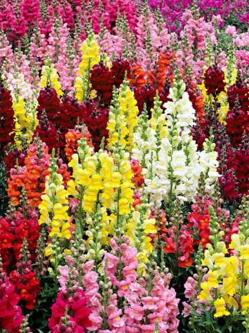 Gura Leului Mix (0.8 gr) seminte de flori in culori superbe gura leului Mix Antirrhinum, Opal
